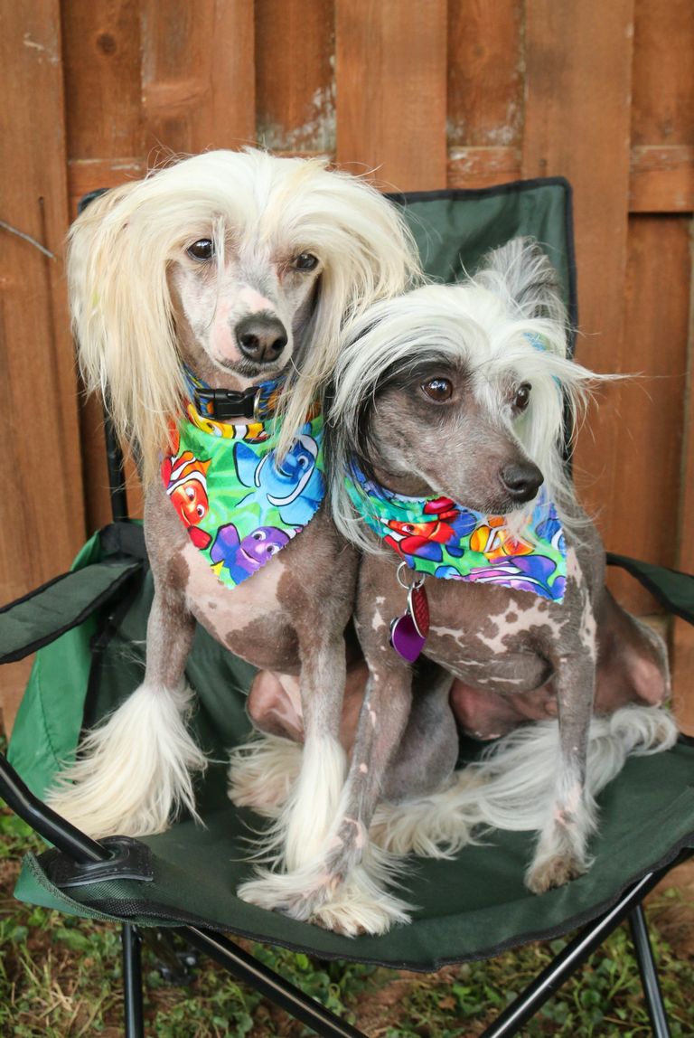 Chinese Crested Craigslist | Top Dog Information