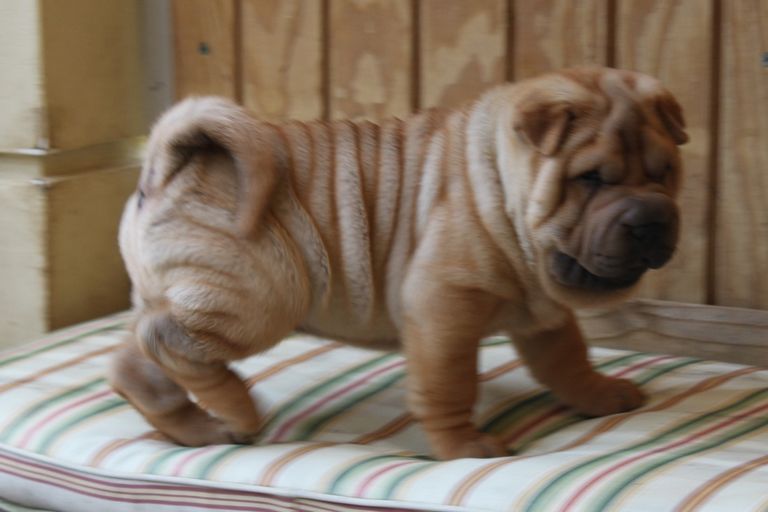 Chinese Teacup Shar Pei Puppies