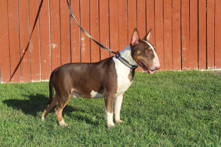 Chocolate Bull Terrier For Sale