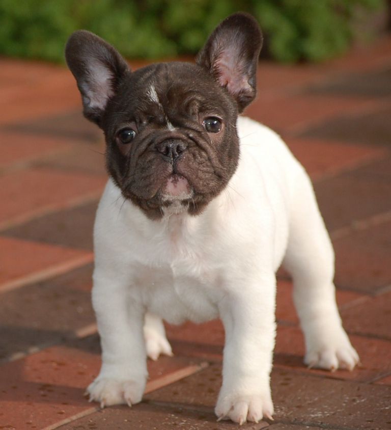 Chocolate Fawn French Bulldog For Sale Top Dog Information