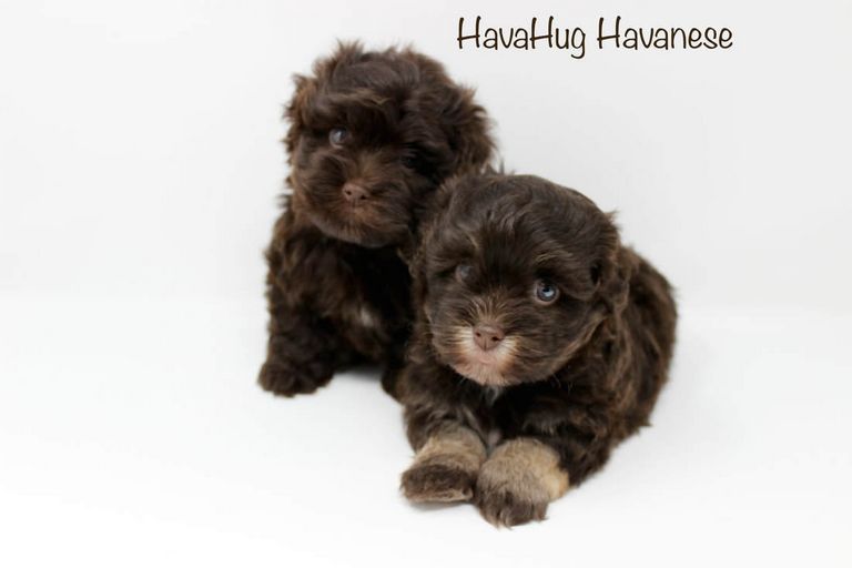 Chocolate Havanese Puppies For Sale