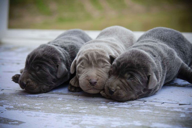 Chocolate Lab Puppies For Sale In London Ky | Top Dog ...