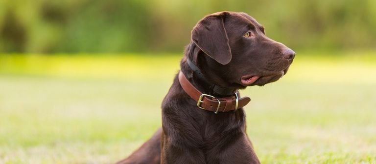 Chocolate Lab Rescue Ohio | Top Dog Information