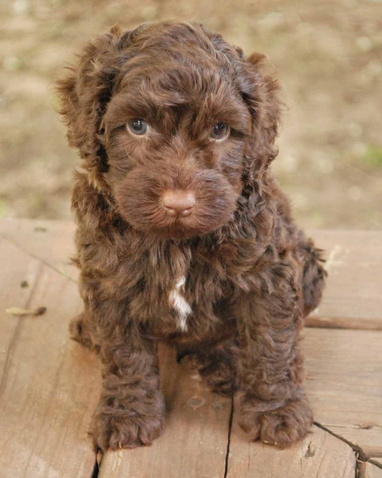 Chocolate Labradoodle Puppies For Sale