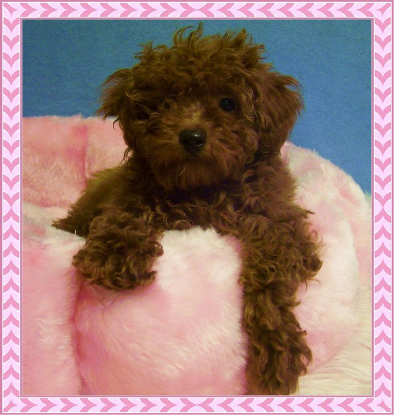 Chocolate Maltipoo Puppies For Sale In California