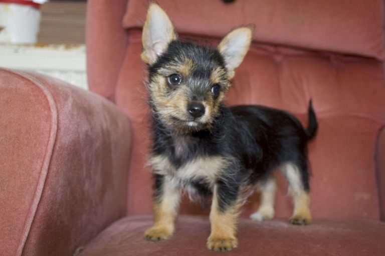 Chorkie Puppies For Sale