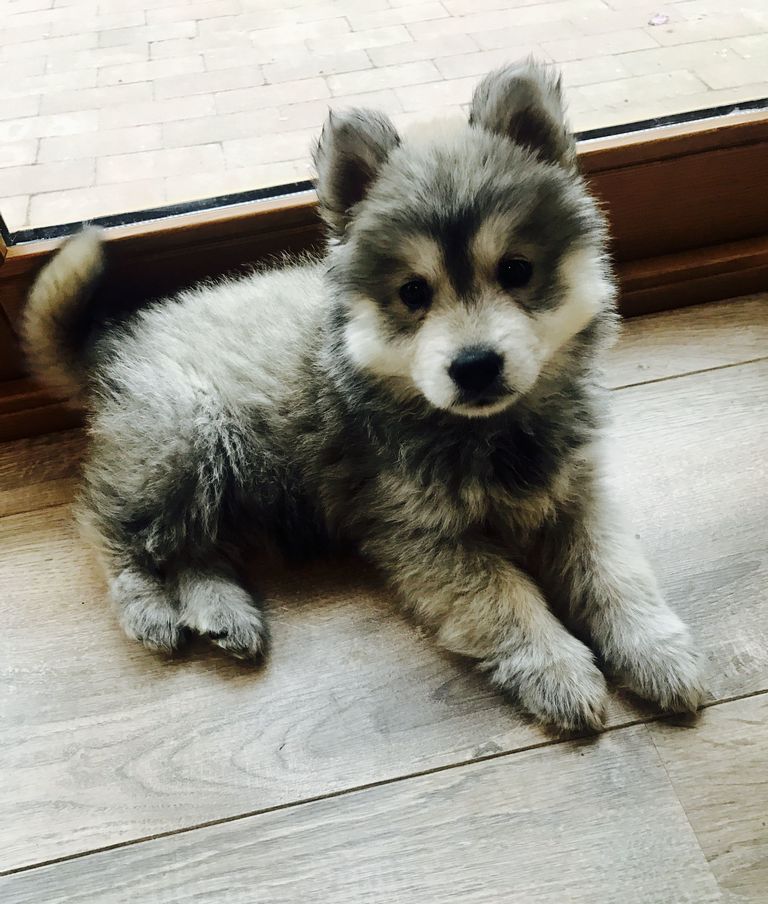 Chusky Puppies For Sale