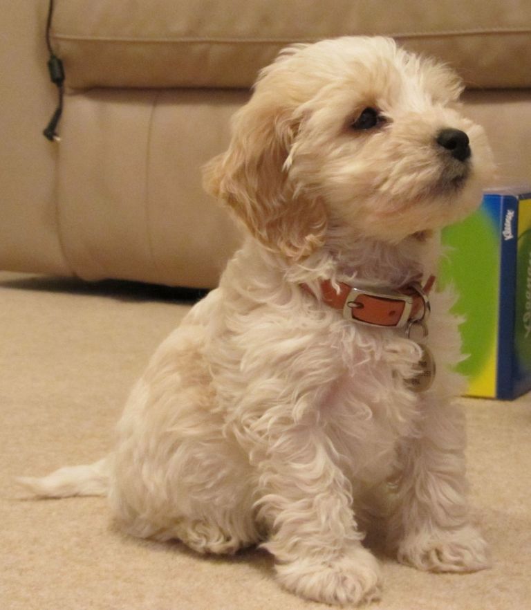 Cockapoo Available Puppies
