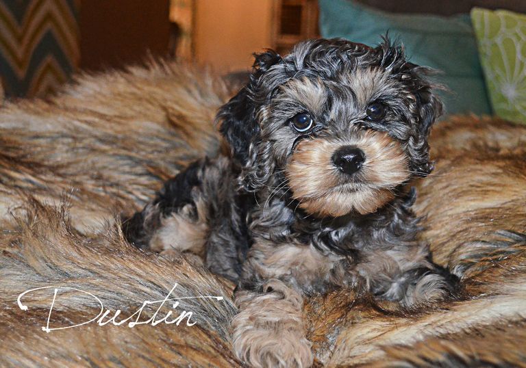 Cockapoo Puppies Available