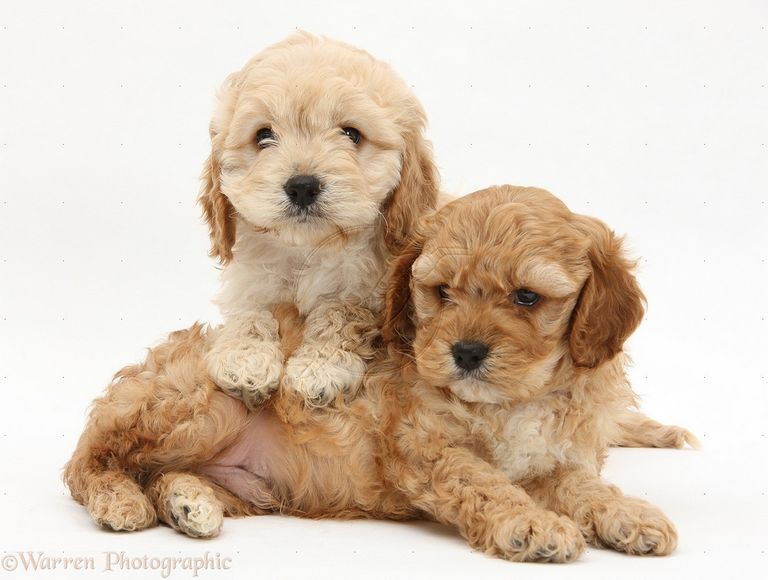 Cockapoo Puppies For Sale In California