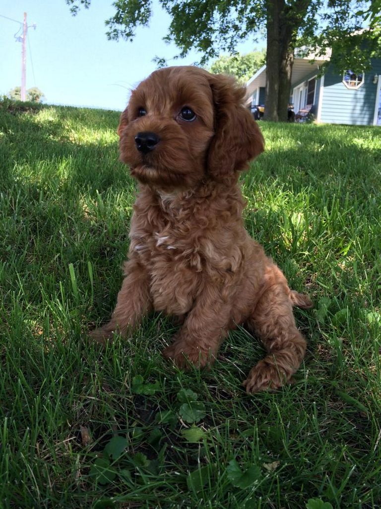 Cockapoo Puppies For Sale In Illinois