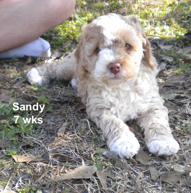 Cockapoo Puppies New Orleans