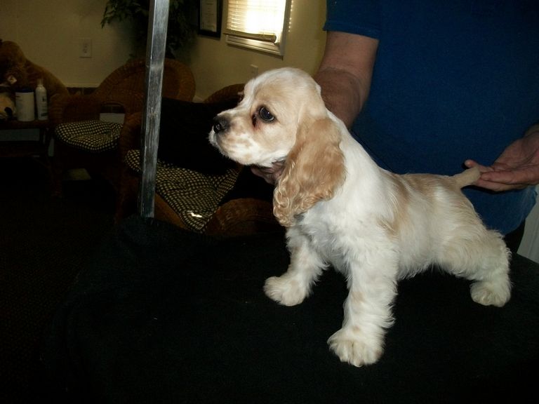Cocker Spaniel Puppies For Sale In Nc