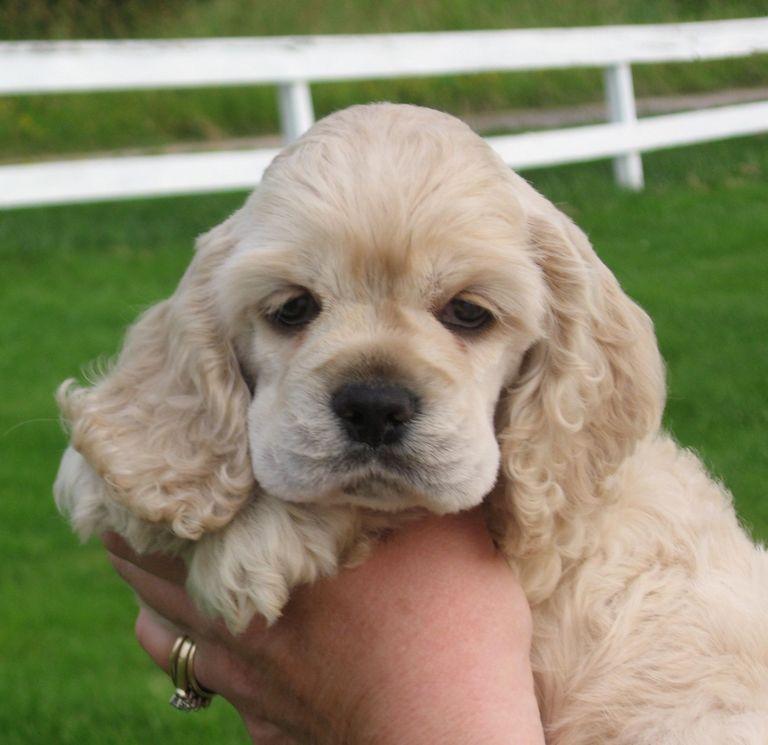 Cocker Spaniel Puppies For Sale In Texas