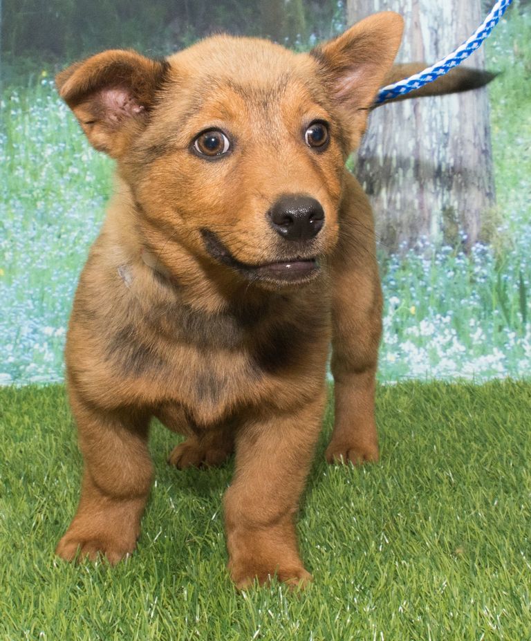 Corgi Adoption Denver | Top Dog Information