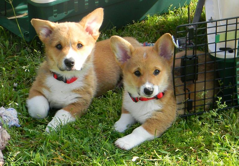 Corgi Puppies For Sale In East Texas