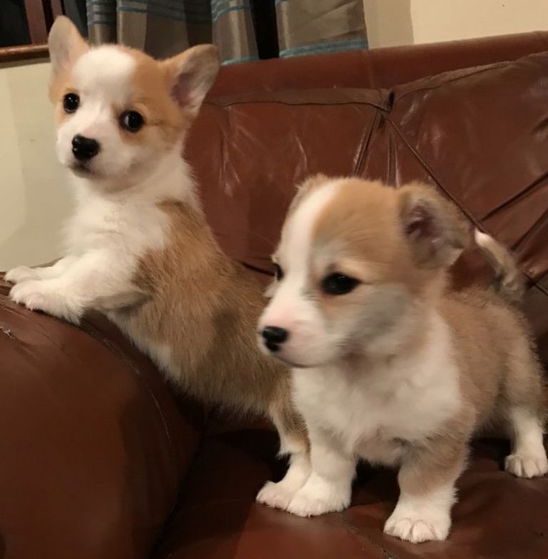 Corgi Puppies For Sale In Tennessee 2018