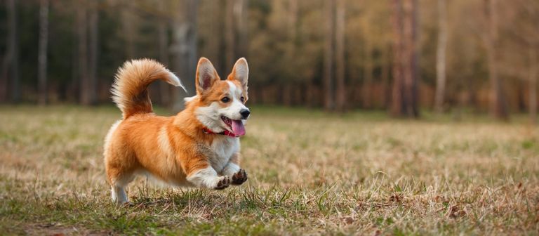 Corgi Puppies For Sale In The Midwest