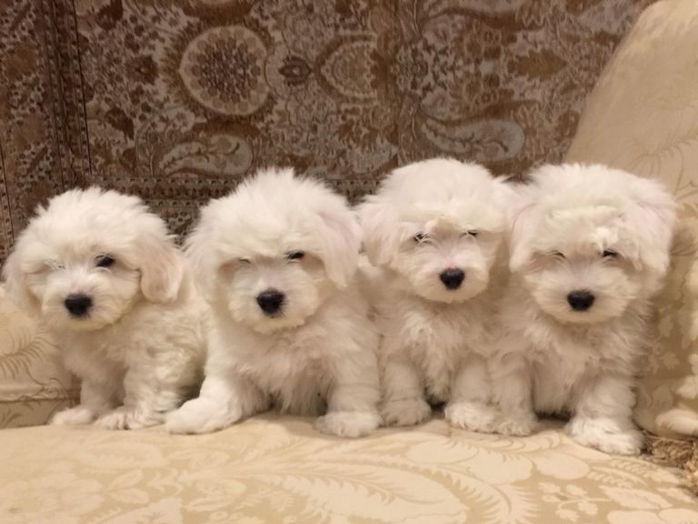 Coton De Tulear Puppies For Sale California
