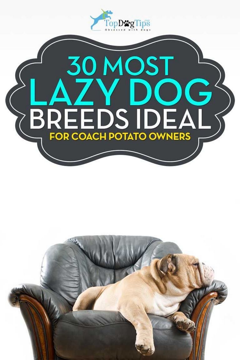 Couch Potato Dog For Adoption