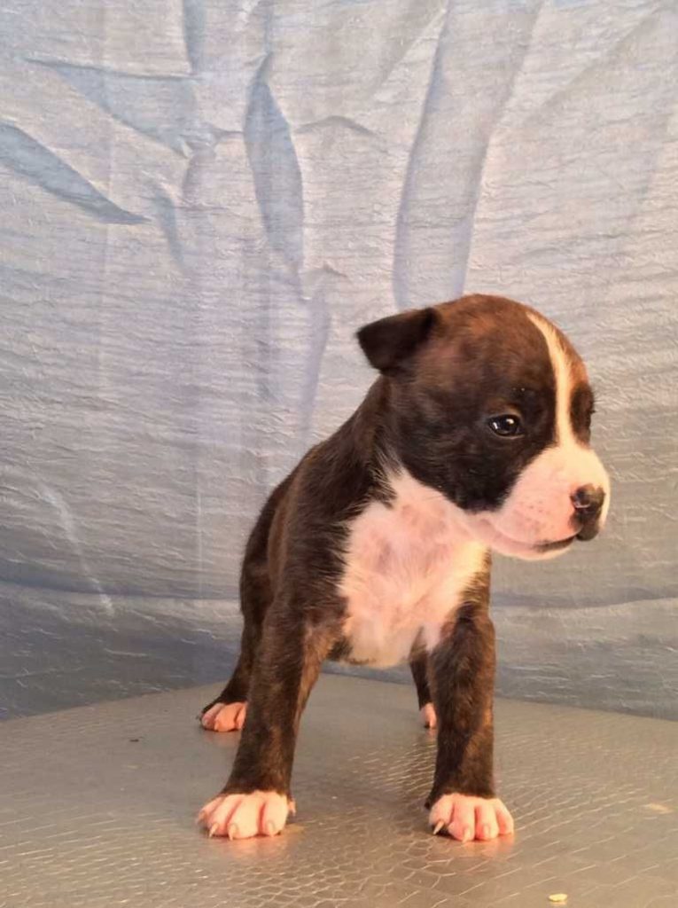 Craigslist Bloodhound Puppies For Sale