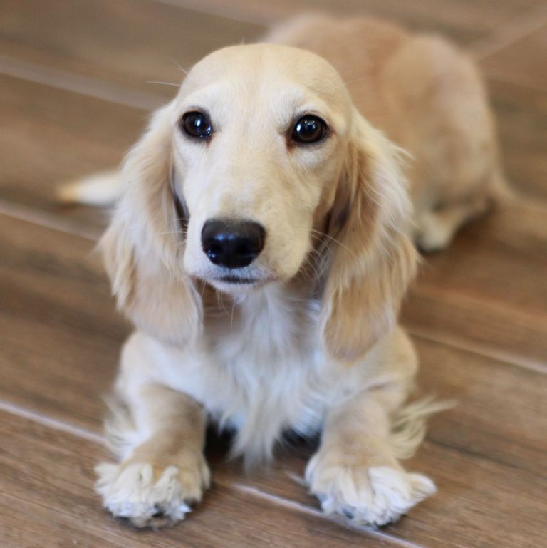 Cream Miniature Dachshund Puppies For Sale Top Dog