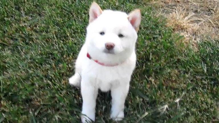 Cream Shiba Inu Puppy For Sale