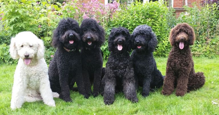 Curly Labradoodle For Sale