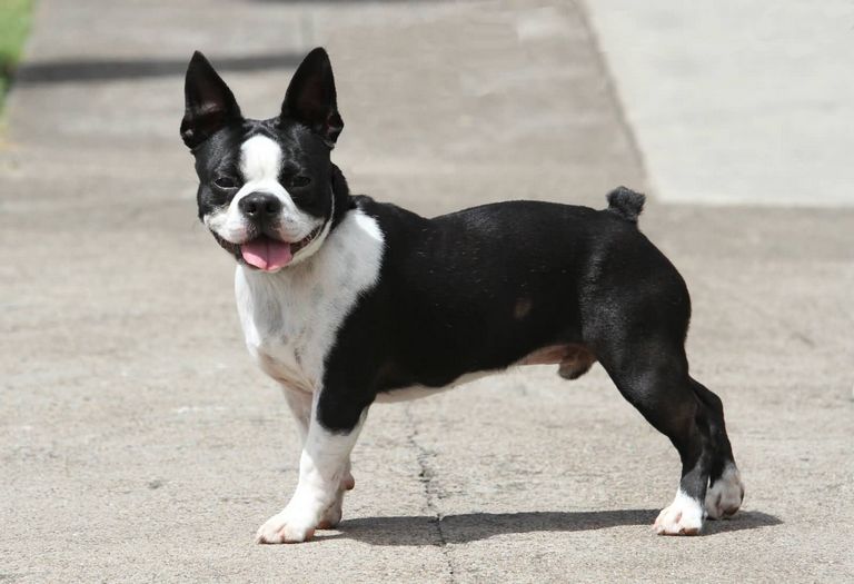 Cute Boston Terrier Pictures