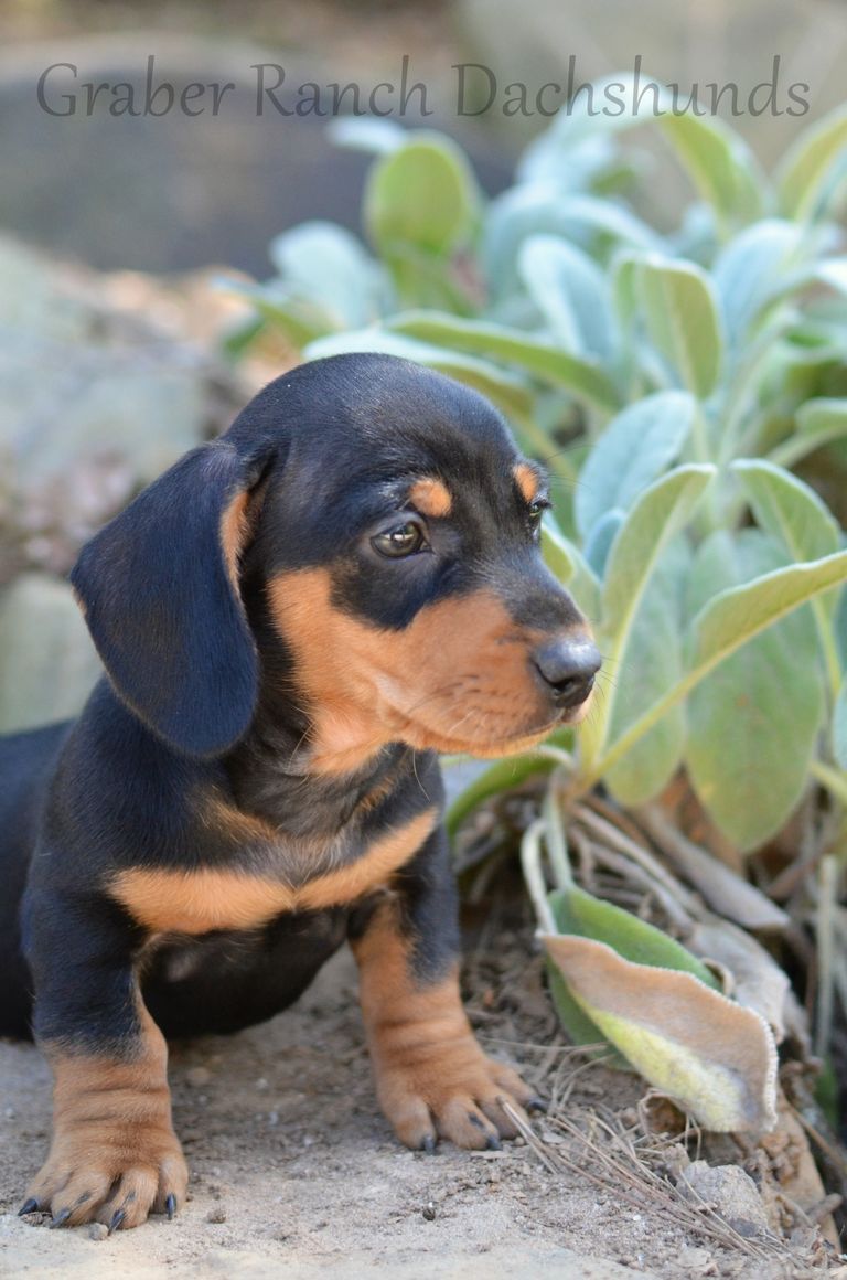 Dachshund Puppies For Sale Asheville Nc