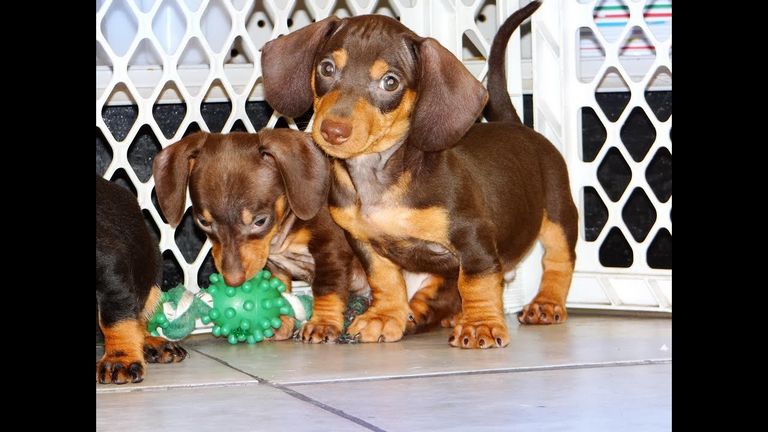 Dachshund Puppies For Sale Houston Tx