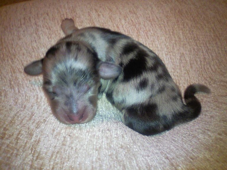 Dachshund Puppies For Sale In Eastern Nc