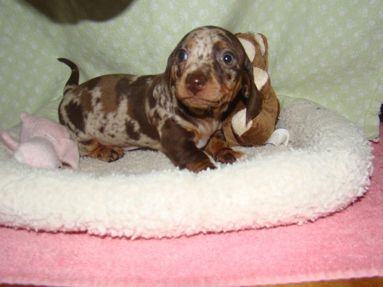Dachshund Puppies For Sale In Md