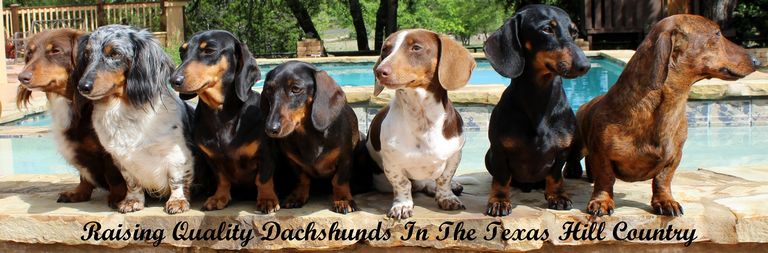 Dachshund Puppies For Sale In San Antonio Texas | Top Dog ...