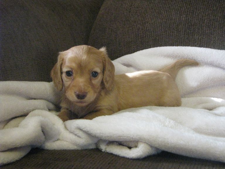 Dachshund Puppies For Sale Nd