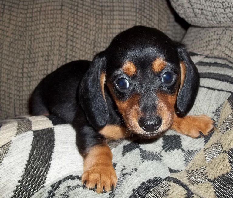 Dachshund Puppies For Sale Near Me | Top Dog Information