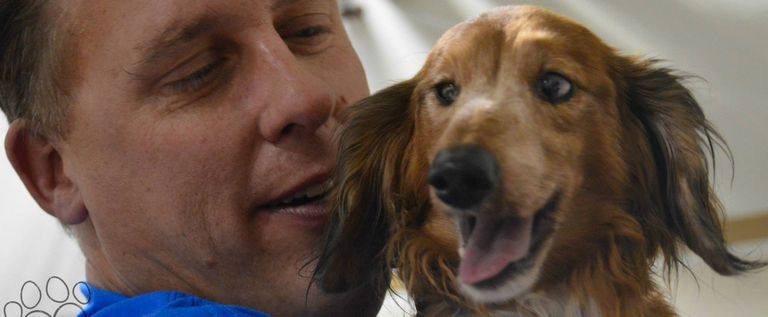 Dachshund Rescue Colorado Top Dog Information