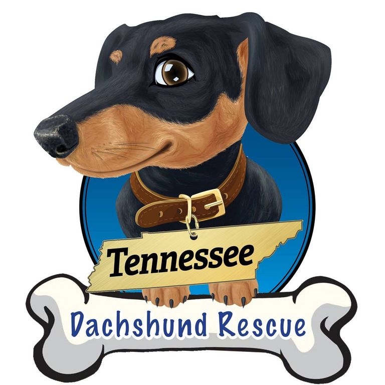 Dachshund Rescue Nashville Tennessee