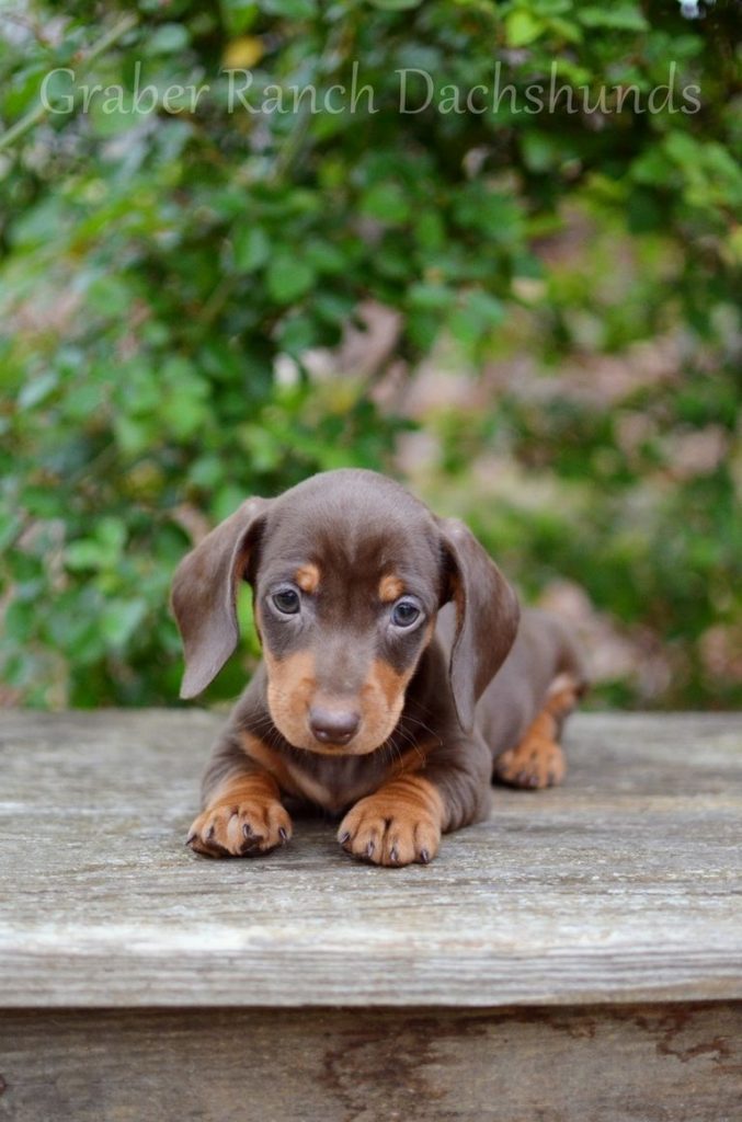 Dachshunds For Sale In The South