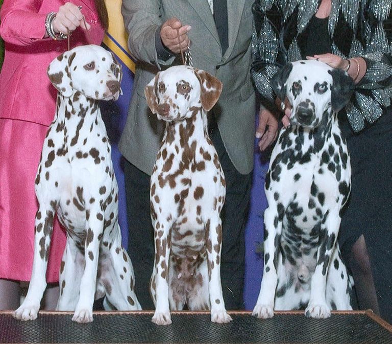 Dalmatian Breeders Midwest Top Dog Information