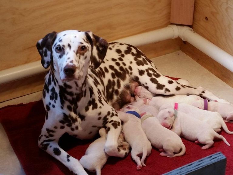 Dalmatian Puppies For Sale Breeders Top Dog Information