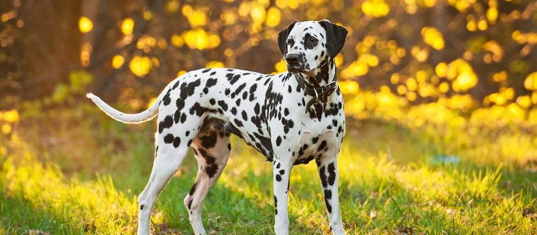 Dalmatian Puppies For Sale In Pittsburgh Pa