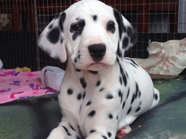 Dalmatian Puppies For Sale In Shreveport