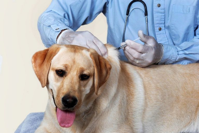 Dhpp Vaccine How Often Puppy