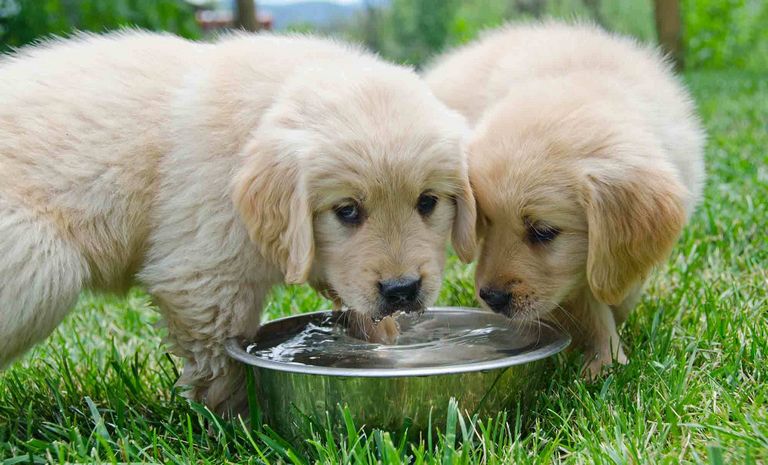 Distilled Water For Dogs With Kidney Disease