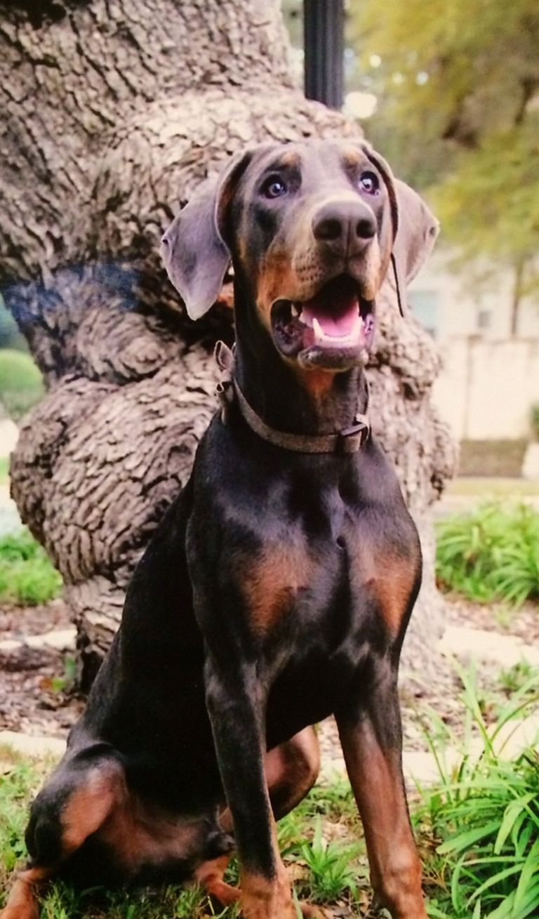Doberman Puppies Lubbock Texas | Top Dog Information