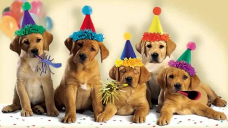 Dog Barks Happy Birthday