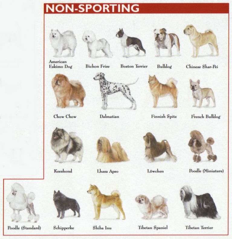 Dog Breed Comparison