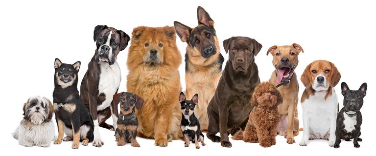 Dog Breed Identification Quiz