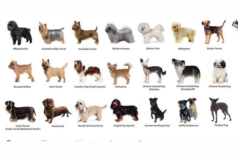 Dog Breed Quiz Top Dog Information